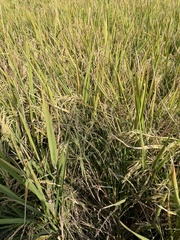 Oryza sativa