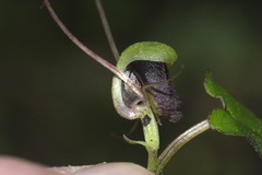 Corybas trilobus