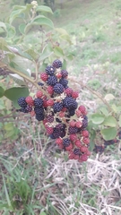 Rubus sellowii