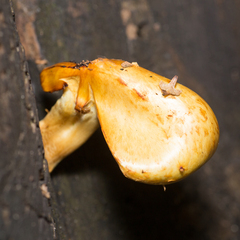 Pholiota aurivella