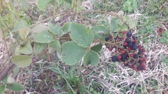 Rubus sellowii