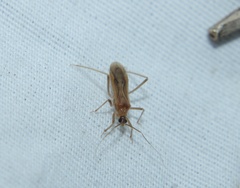 Oncerotrachelus