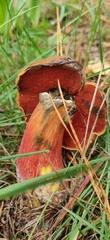 Neoboletus erythropus