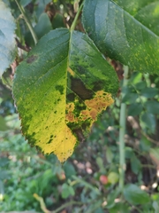 Diplocarpon