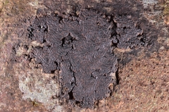Annulohypoxylon