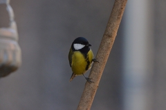 Parus major