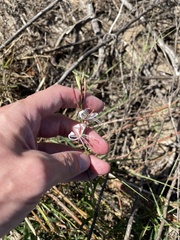Oenothera filiformis
