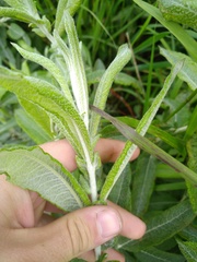 Salix candida