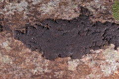 Annulohypoxylon