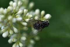 Graphomya maculata