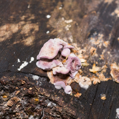 Chondrostereum purpureum