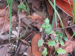 Plestiodon finitimus