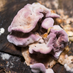 Chondrostereum purpureum