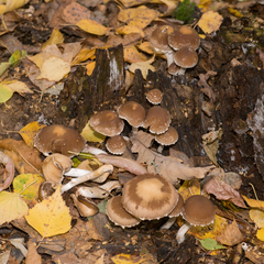Psathyrella olympiana