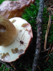 Oligolophinae