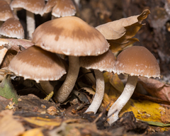 Psathyrella olympiana