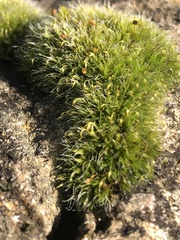 Grimmia pulvinata