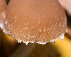 Psathyrella olympiana