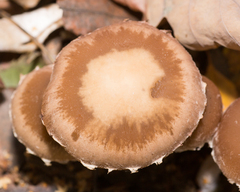 Psathyrella olympiana