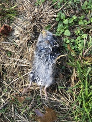 Microtus pennsylvanicus