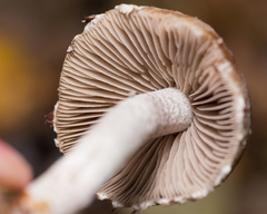 Psathyrella olympiana