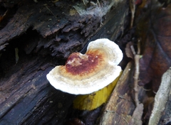 Daedaleopsis tricolor