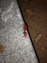 Probergrothius sanguinolens