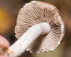 Psathyrella olympiana