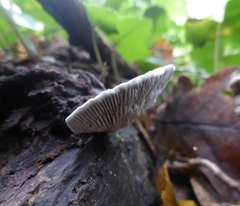 Daedaleopsis tricolor