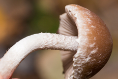 Psathyrella olympiana