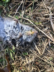 Microtus pennsylvanicus