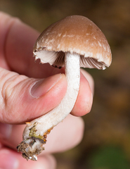 Psathyrella olympiana