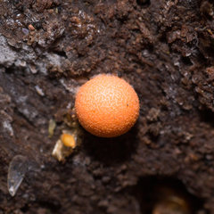 Lycogala epidendrum