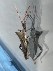 Elasmopoda valga