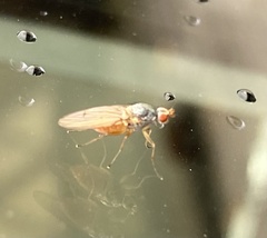 Heleomyzidae