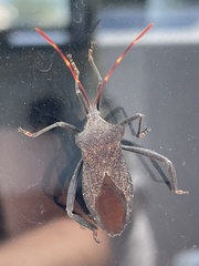 Elasmopoda valga