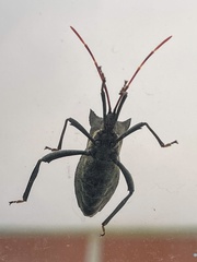 Elasmopoda valga