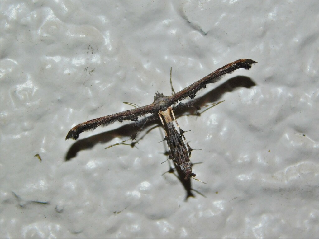 Tetraschalini