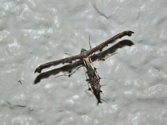 Titanoptilus stenodactylus