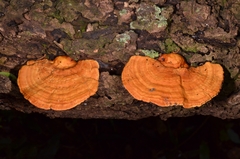 Coriolopsis sanguinaria
