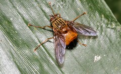 Tachininae