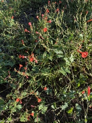 Ipomoea hederifolia