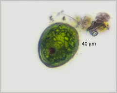 Lepocinclis salina
