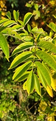 Sambucus nigra