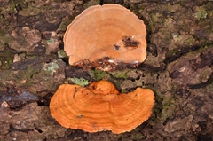 Coriolopsis sanguinaria