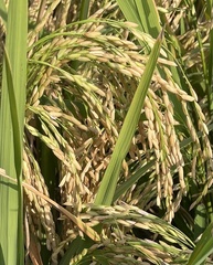 Oryza sativa