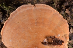 Coriolopsis sanguinaria