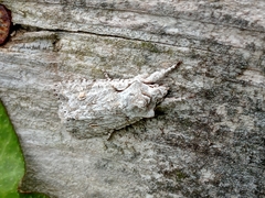 Lithophane ornitopus