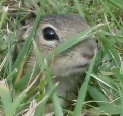 Spermophilus citellus