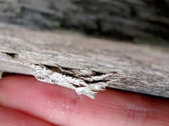 Lithophane ornitopus